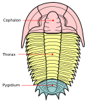 Tagmata hos en trilobit: cephalon, thorax och pygidium.