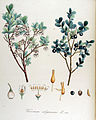 Vaccinium uliginosum L. Planche botanique de 1872