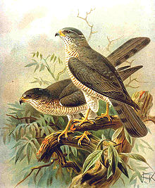 Accipiter brevipes.jpg