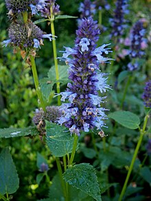 Tightly packed inflorescence with tubular blue flowers and prominent stamens on a tall stem with very pointed heart shaped opposite leaves