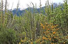 Sous-bois de canne colihue (Chusquea culeou)