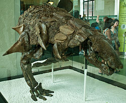 Esqueleto de Edmontonia.