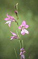 Le glaïeul d'Illyrie (Gladiolus illyricus).