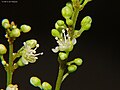 Male flowers