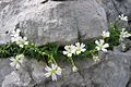 Cerastium carinthiacum