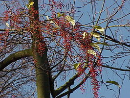 Flacourtiaceae