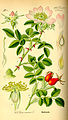 Dog Rose (Rosa canina) dari buku karya Otto Wilhelm Thomé