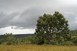 Khaya senegalensis.