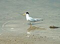 Least tern (S. a. antillarum) at Lake Jackson, Florida