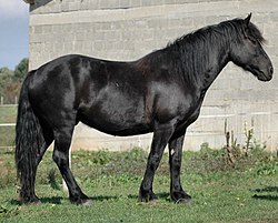 Els cavalls negre-fumats semblen negres.(El de la foto és negre).