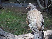 Chaco Chachalaca