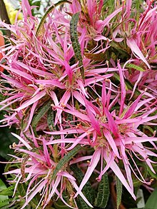 Flowers of Rhododendron stenopetalum with linear pink petals and exserted stamens.