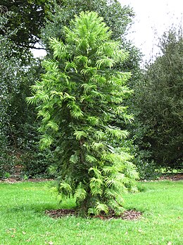 Wollemia nobilis (Kew Gardens).JPG