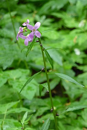 Tandrod (Cardamine bulbifera)