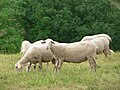 Un ramat de Lacaune a França