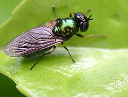 Chloromyia speciosa