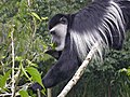 Colobus guereza