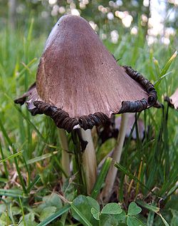 Coprinus atramentarius