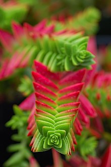 Crassula capitella 2.jpg