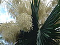 Inflorescence, Honolulu, Hawaii