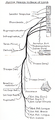 Scheme of the Motor Distribution of the Dorsal Nerves of the Limb The average levels of origin of the motor branches are shown as in figure 9.