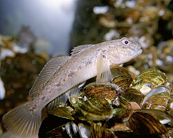 Mustatäplätokko (Neogobius melanostomus)