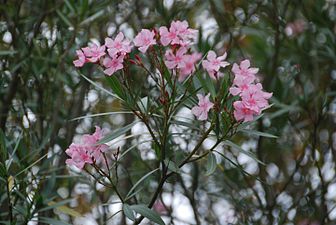 Adelfa, Heriotzorria (Nerium oleander)