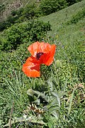 Pavot d’Orient sauvage, Arménie