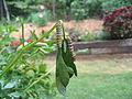 These second- or third-instar larvae in northeast Georgia still have spikes.