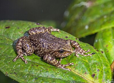 Pristimantis elegans