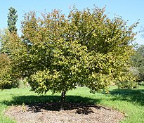 Prunus incisa buiten de bloeiperiode