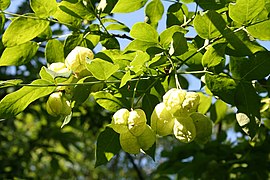 pinata stafileo (Staphylea pinnata)