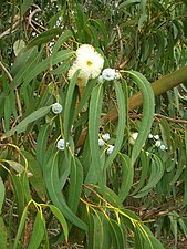 Flowers and leaves