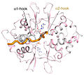 The structure of the alpha2 hook of AMPK