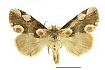 Thyatira batis – Specimen