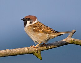 Eurazinis karklažvirblis (Passer montanus montanus)