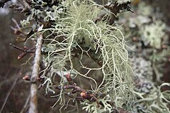 Description de l'image Usnea subfloridana (Kemplich-13).JPG.