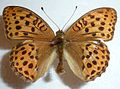 Argynnis laodice Tsarenmantel