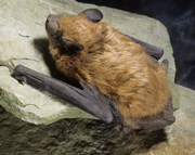 Brown bat