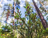 Blommande blåbärsris.