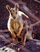 Brown wallaby