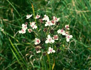 Vissnande blomma Svarta baljkapslar börjar bildas