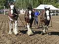 Drei Clydesdales beim Pflügen