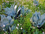 Wildflower garden