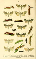 Acronicta cuspis – Raupe