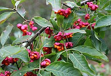 Evrópu beinviður (Euonymus europaeus)