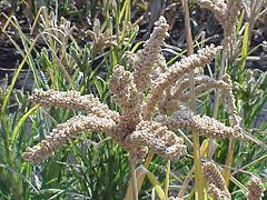 Millet rouge (éleusine), Éthiopie