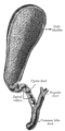 The gall-bladder and bile ducts laid open.