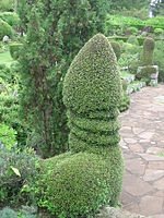 ’n Boom in ’n tuin in Funchall, Madeira.