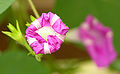 Ipomoea purpurea